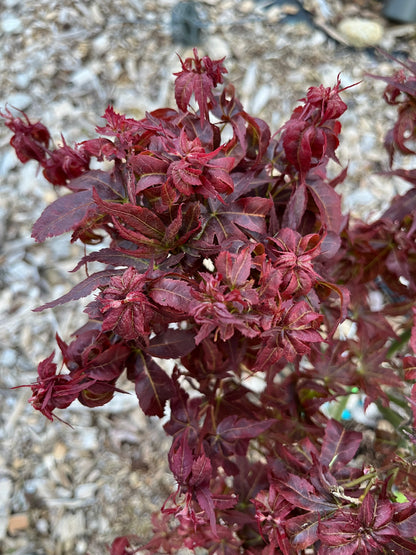 Kurenai Jishi Japanese Maple, Rare Red Lion's Head Acer Palmatum - Live Plant