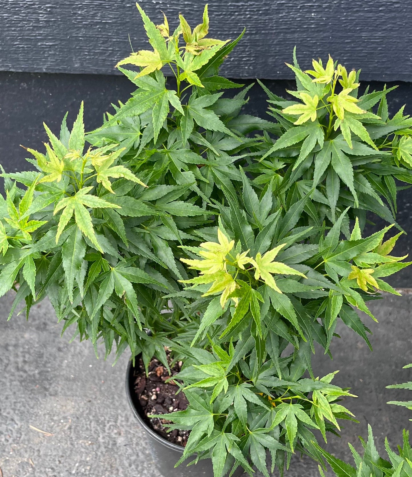 Mikawa Kaen Rare Dwarf Japanese Maple, Mikawa Family Collection - Live Plant
