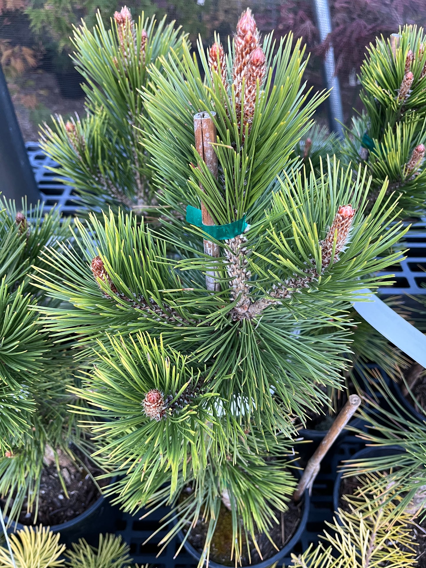 Bosnian Sunrise Rare Dwarf Bosnian Pine Conifer Tree - Live Plant