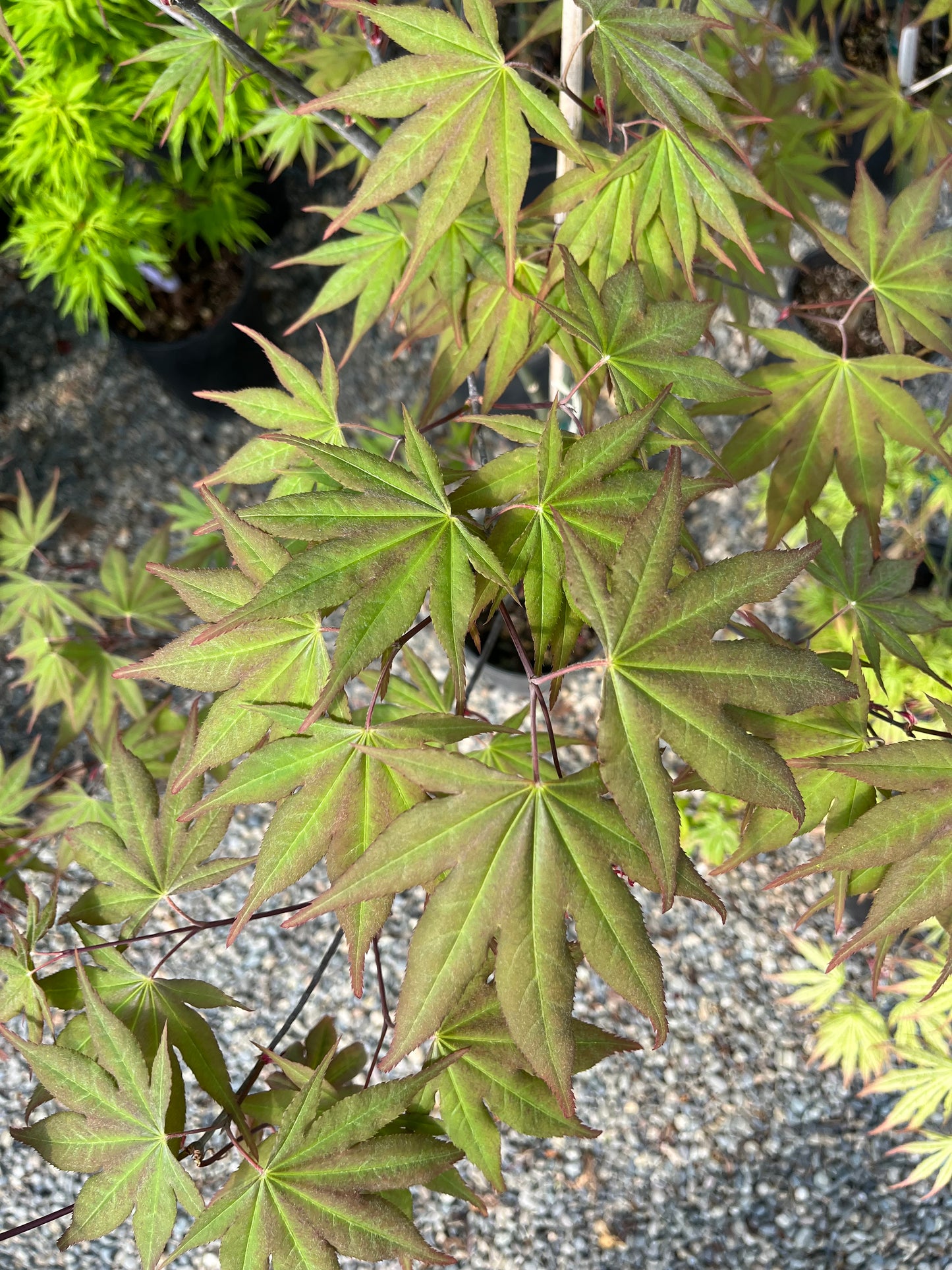 Omato Japanese Maple, Upright Vase Form, Bold Fall Color - Live Plant