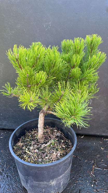 Starkl Rare Golden Mugo Pine, Dwarf Compact Evergreen - Live Plant