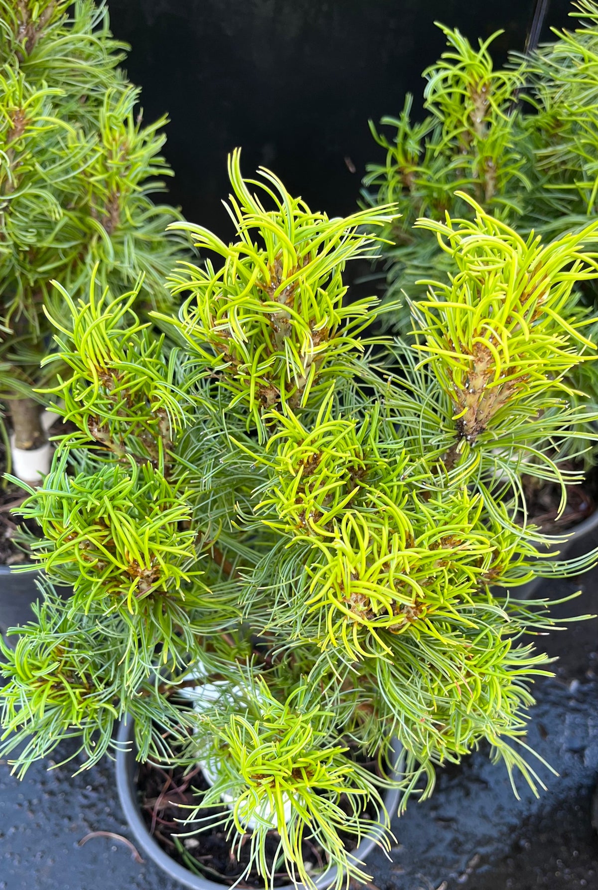 Tiny Kurls Dwarf Eastern White Pine, Unique Twisted Blue-Green Needles - Live Plant