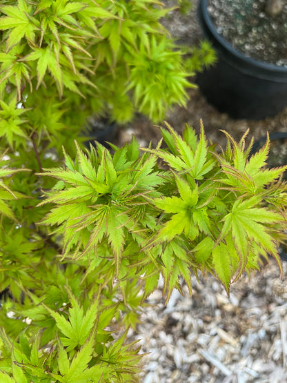 Sharp’s Pygmy, Dwarf Small Leaf Japanese Maple Tree - Live Plant