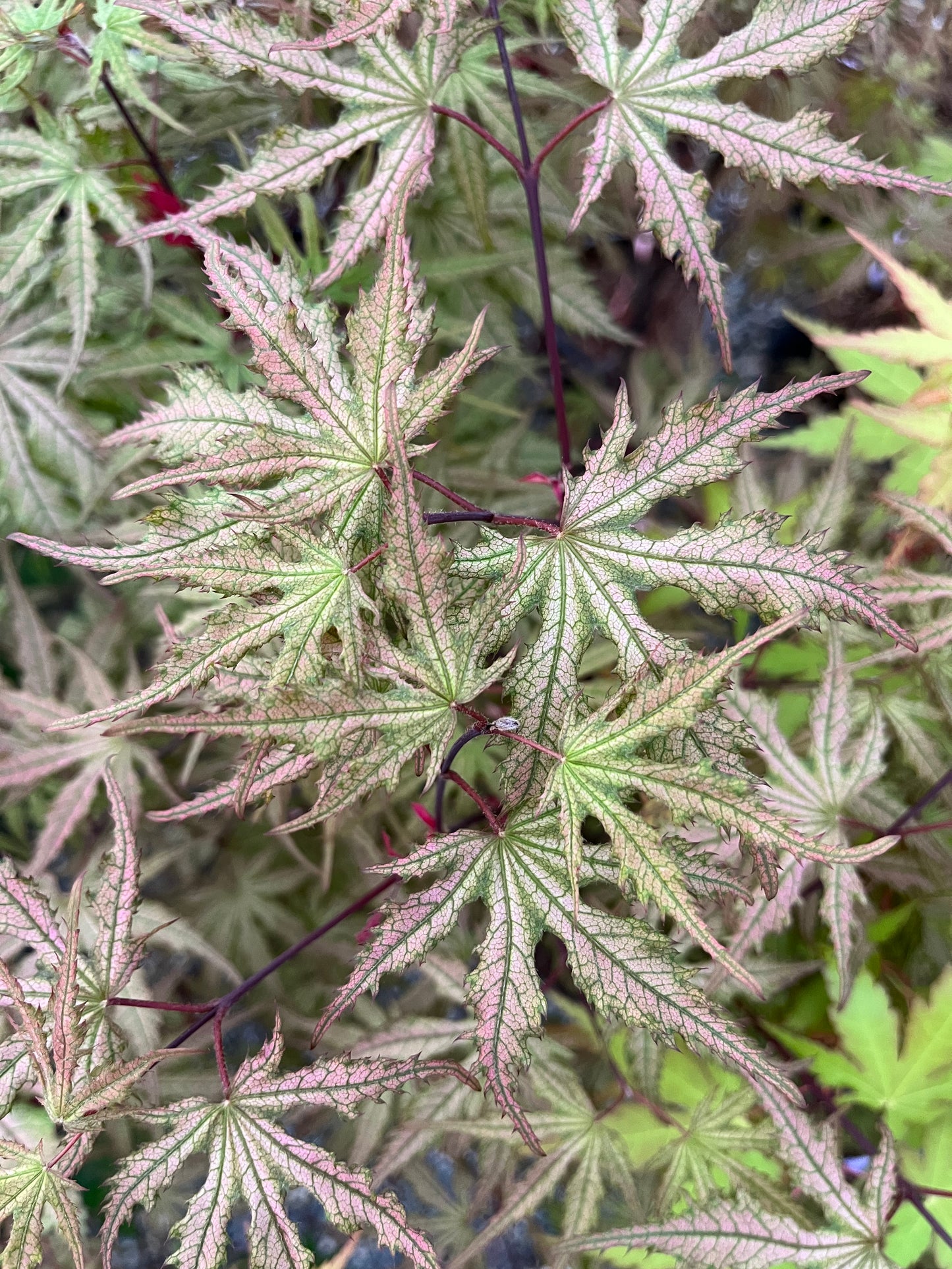 Strawberry Spring Japanese Maple Pink Reticulated Acer Palmatum - Live Plant