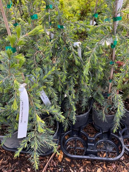 Feelin Blue Weeping Blue Deodar Cedar, Evergreen Conifer Tree - Live Plant