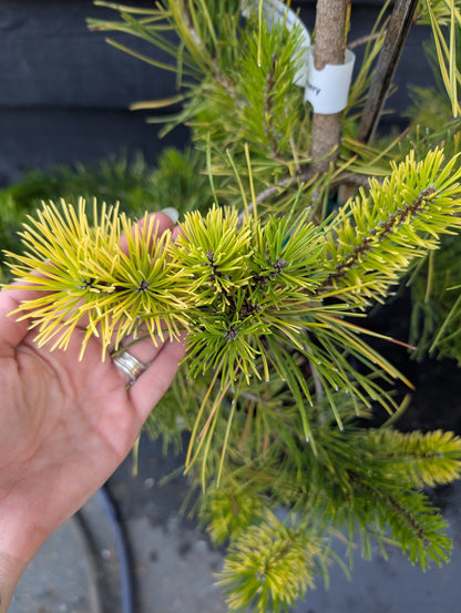 Splashes Rare Variegated Shore Pine, Pinus Contorta Collector Conifer - Live Plant