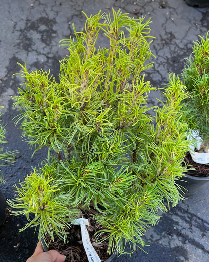 Tiny Kurls Dwarf Eastern White Pine, Unique Twisted Blue-Green Needles - Live Plant