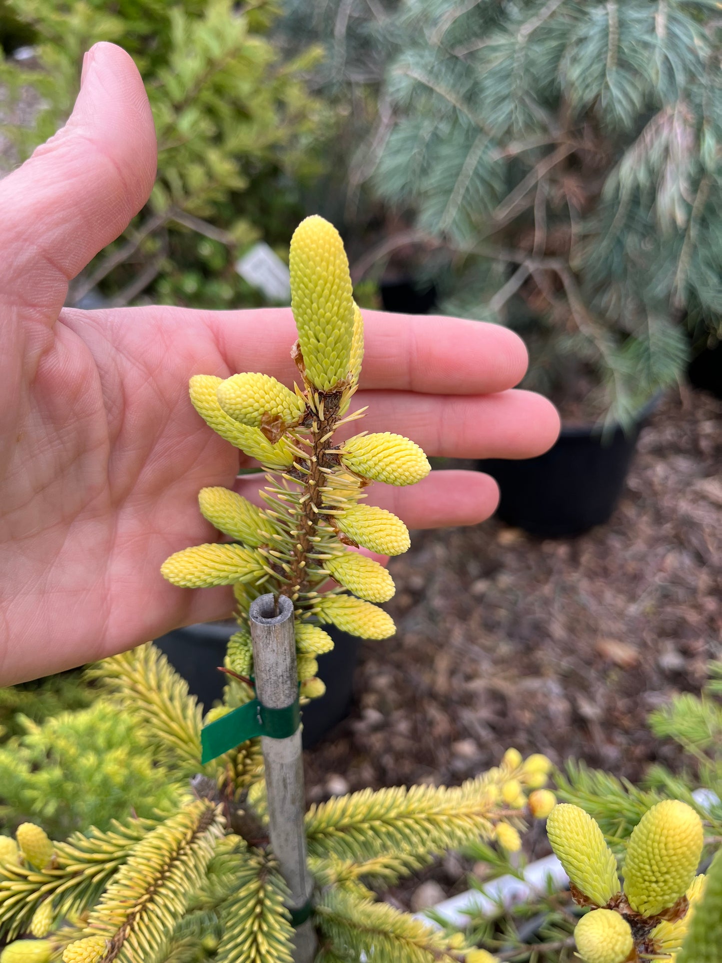 Aureovariegata Variegated Golden Black Hills Spruce Conifer Tree - Live Plant