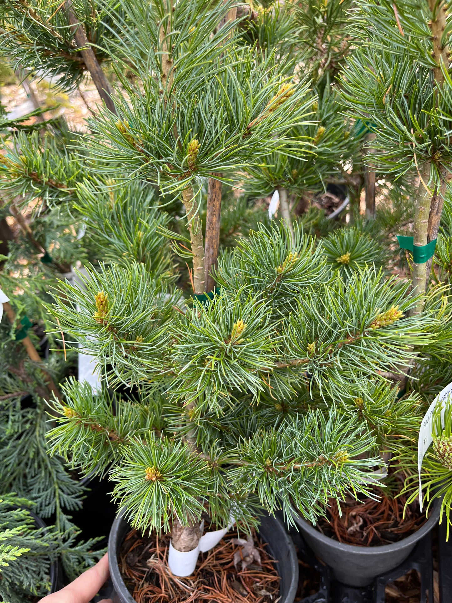 Fukuzumi Japanese White Pine, Dwarf Conifer, Irregular Habit - Live Plant