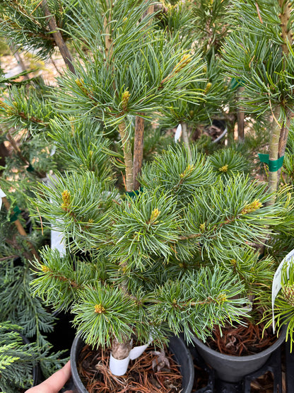Fukuzumi Japanese White Pine, Dwarf Conifer, Irregular Habit - Live Plant