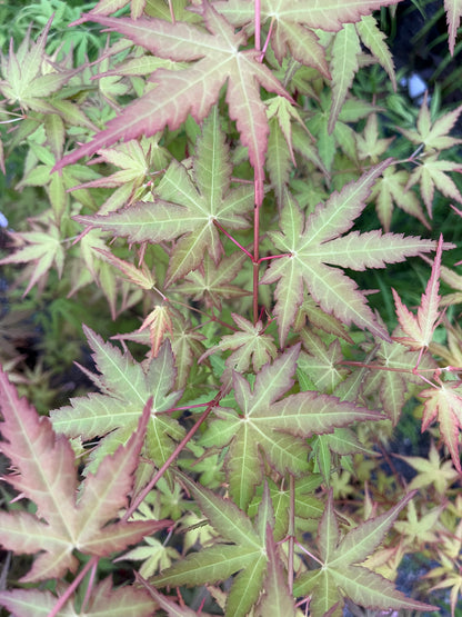 La Diabla Acer Palmatum Rare Japanese Maple Tree - Live Plant