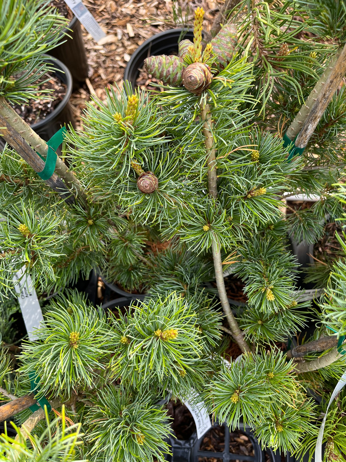 Fukuzumi Japanese White Pine, Dwarf Conifer, Irregular Habit - Live Plant