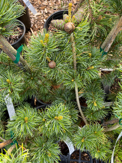 Fukuzumi Japanese White Pine, Dwarf Conifer, Irregular Habit - Live Plant