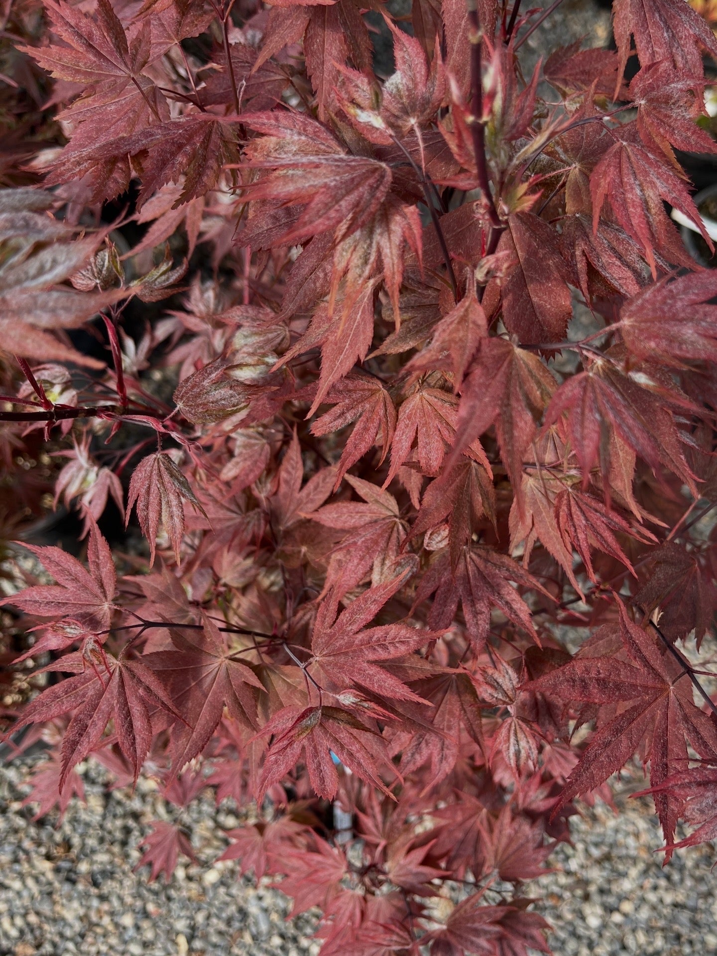 Ruslyn In The Pink Japanese Maple, Dwarf Compact Ornamental Acer Palmatum - Live Plant