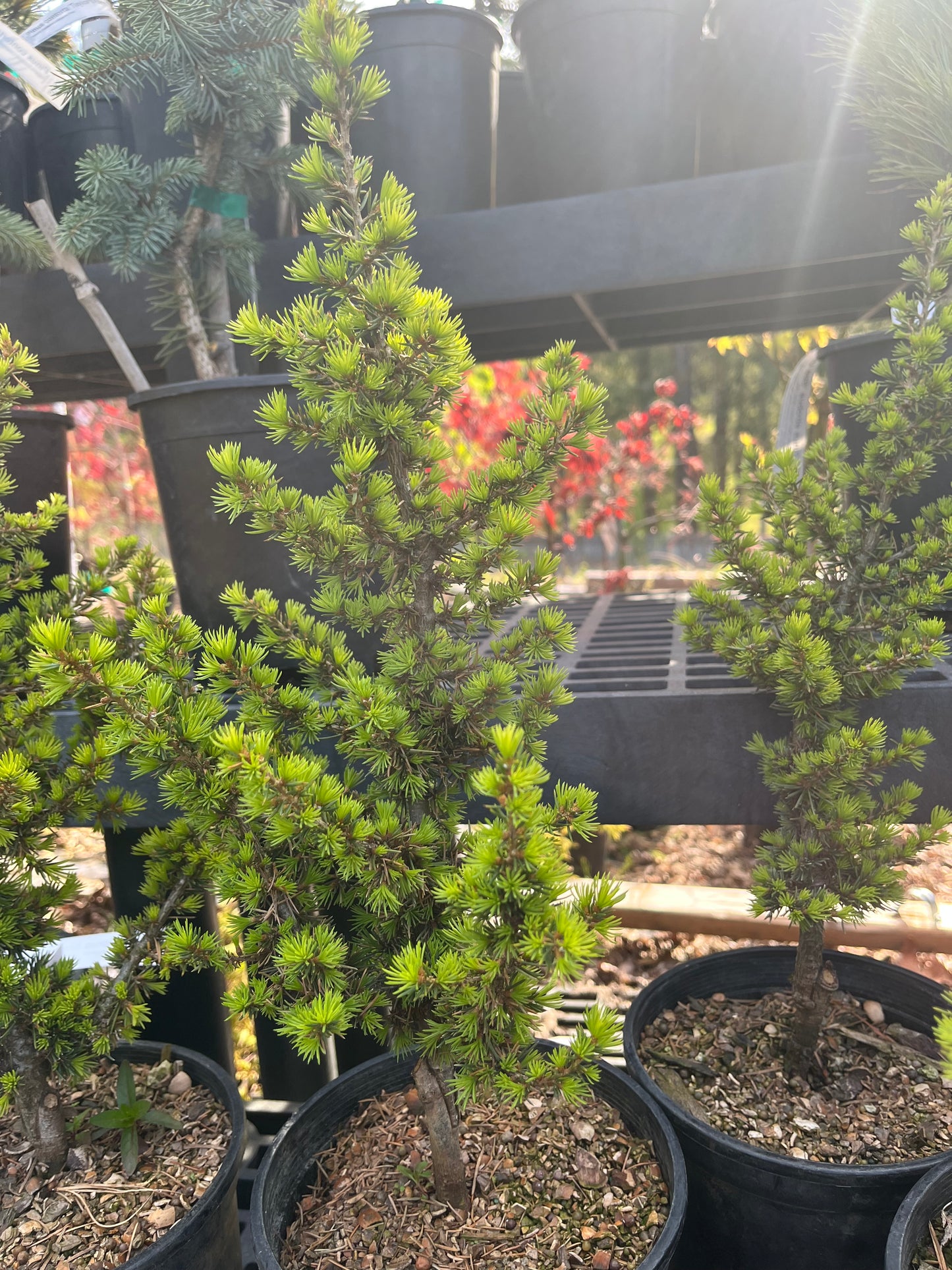 Kenwith Dwarf Cyprus Cedar, Cedrus Brevifolia Rare Miniature Conifer - Live Plant