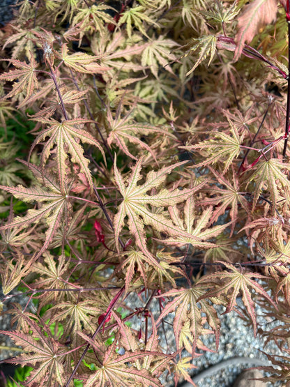 Strawberry Spring Japanese Maple Pink Reticulated Acer Palmatum - Live Plant