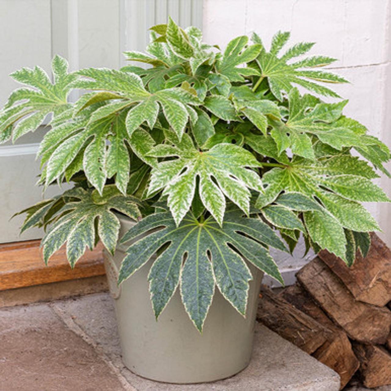 Variegated Spiders Web Fatsia Japonica, Rare Japanese Aralia Shrub - Live Plant