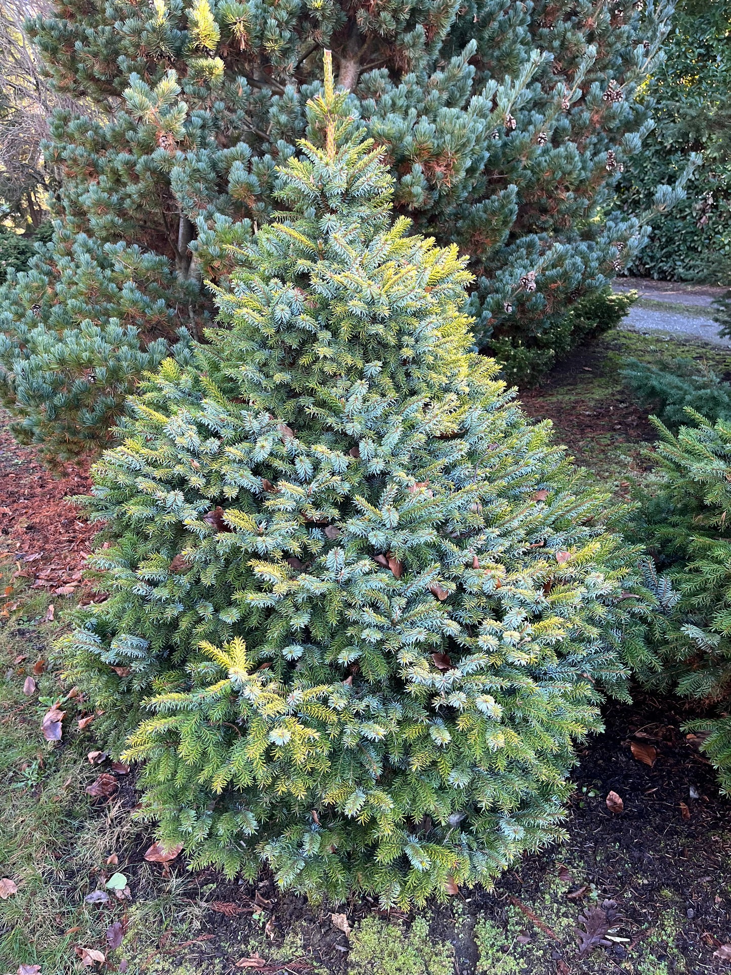 Peve Tinj Golden Serbian Spruce, Dwarf Collector Conifer Tree  - Live Plant