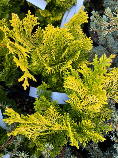Nana Lutea Golden Hinoki Cypress, Dwarf Pre-Bonsai Conifer - Live Plant