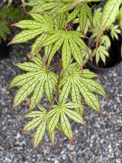 Peaches and Cream Japanese Maple, Pink Cream Variegated Acer Palmatum - Live Plant