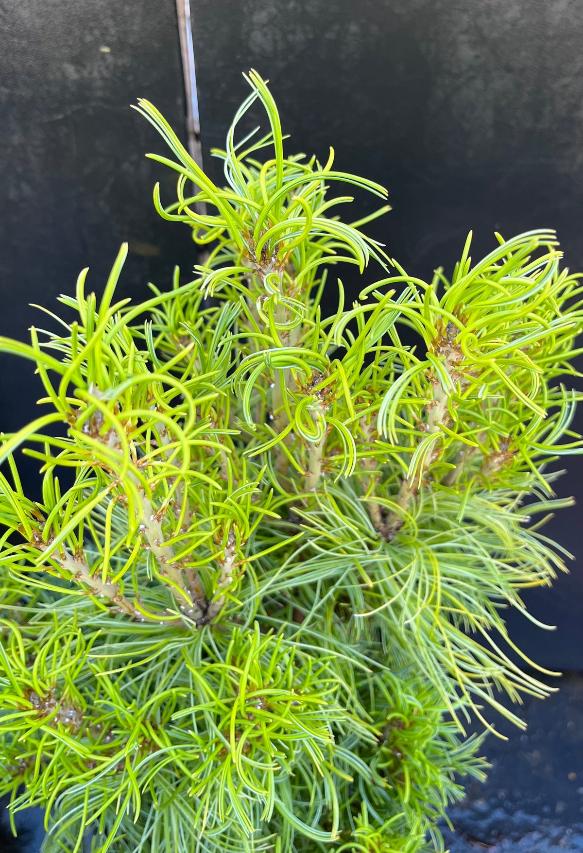 Tiny Kurls Dwarf Eastern White Pine, Unique Twisted Blue-Green Needles - Live Plant
