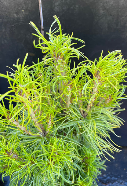 Tiny Kurls Dwarf Eastern White Pine, Unique Twisted Blue-Green Needles - Live Plant