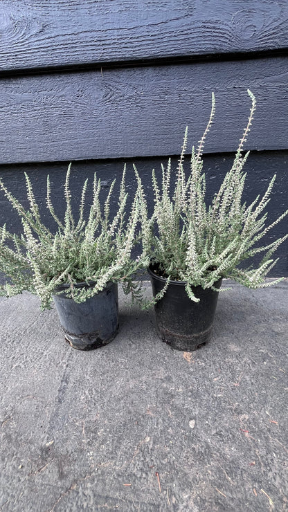 Silver Knight Heather, Lavender Blooms, Hardy Evergreen Shrub - Live Plant