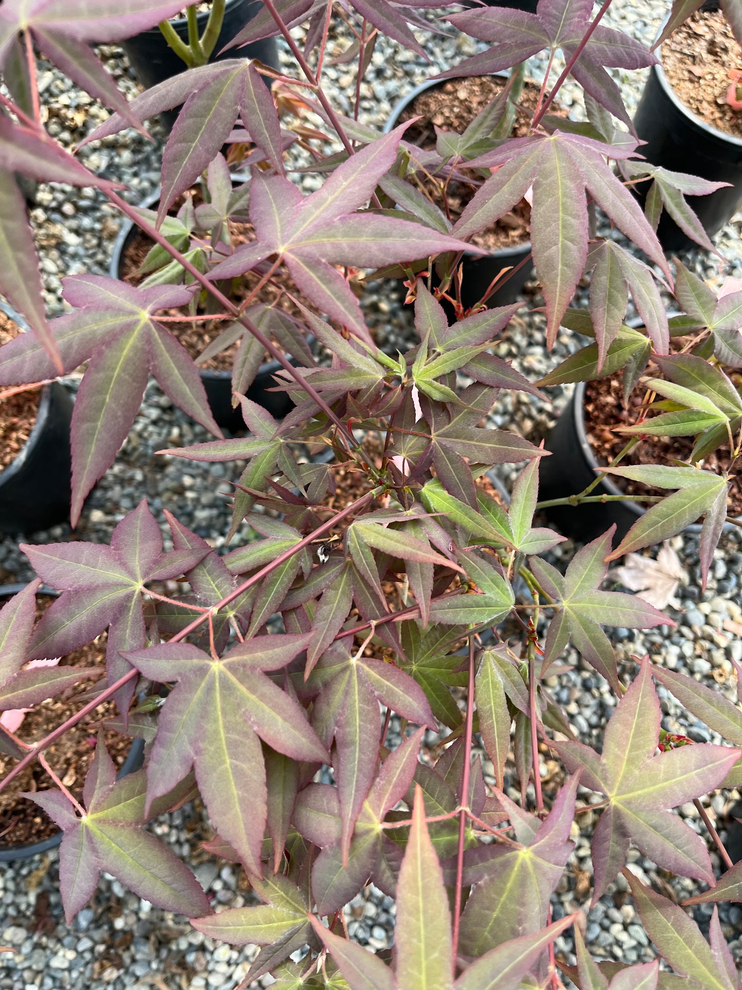 Mystic Jewel Japanese Maple Tree, Heat Tolerant Acer Oliverianum - Live Plant