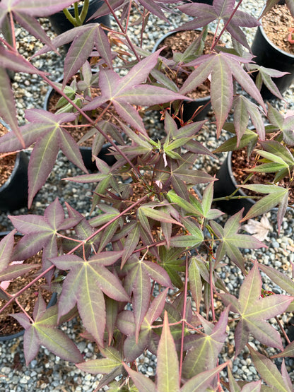 Mystic Jewel Japanese Maple Tree, Heat Tolerant Acer Oliverianum - Live Plant