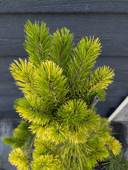 Splashes Rare Variegated Shore Pine, Pinus Contorta Collector Conifer - Live Plant