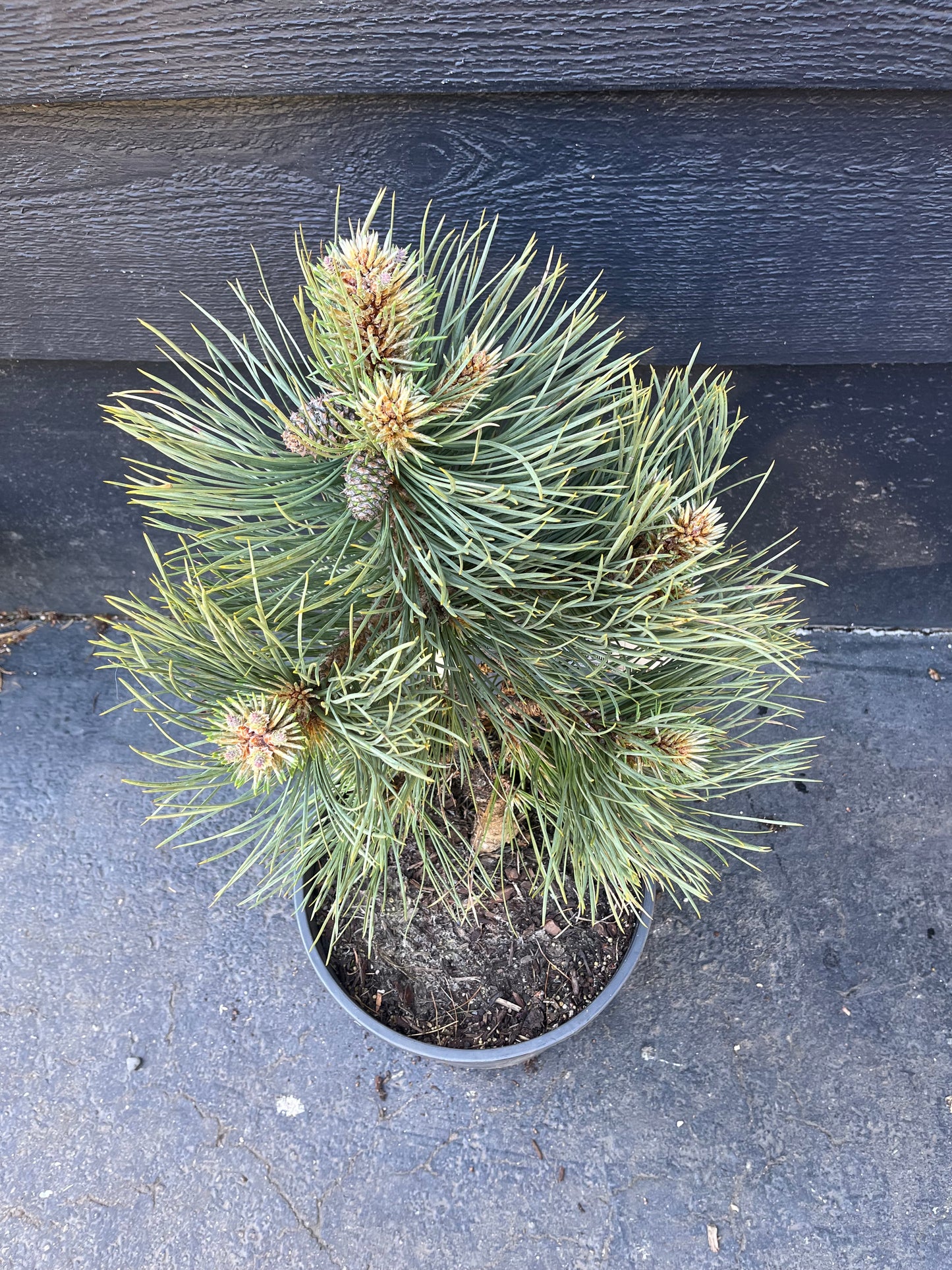 Dusty Blue Rare Dwarf Ponderosa Pine Collector Conifer - Live Plant