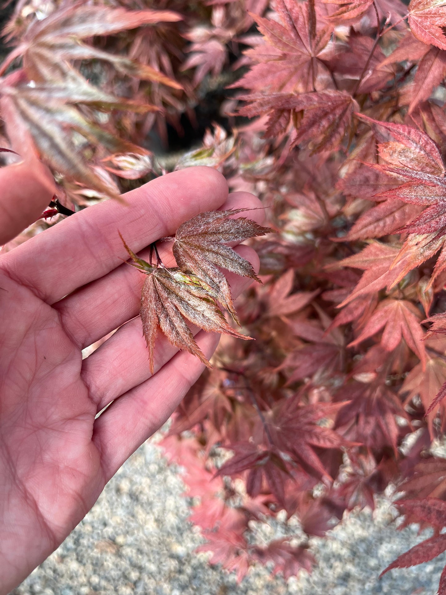 Ruslyn In The Pink Japanese Maple, Dwarf Compact Ornamental Acer Palmatum - Live Plant