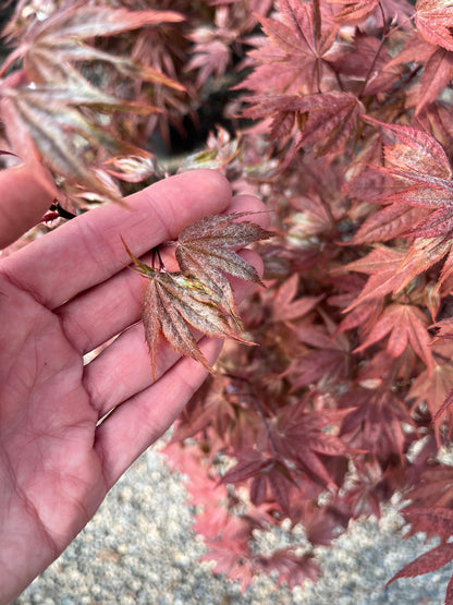 Ruslyn In The Pink Japanese Maple, Dwarf Compact Ornamental Acer Palmatum - Live Plant