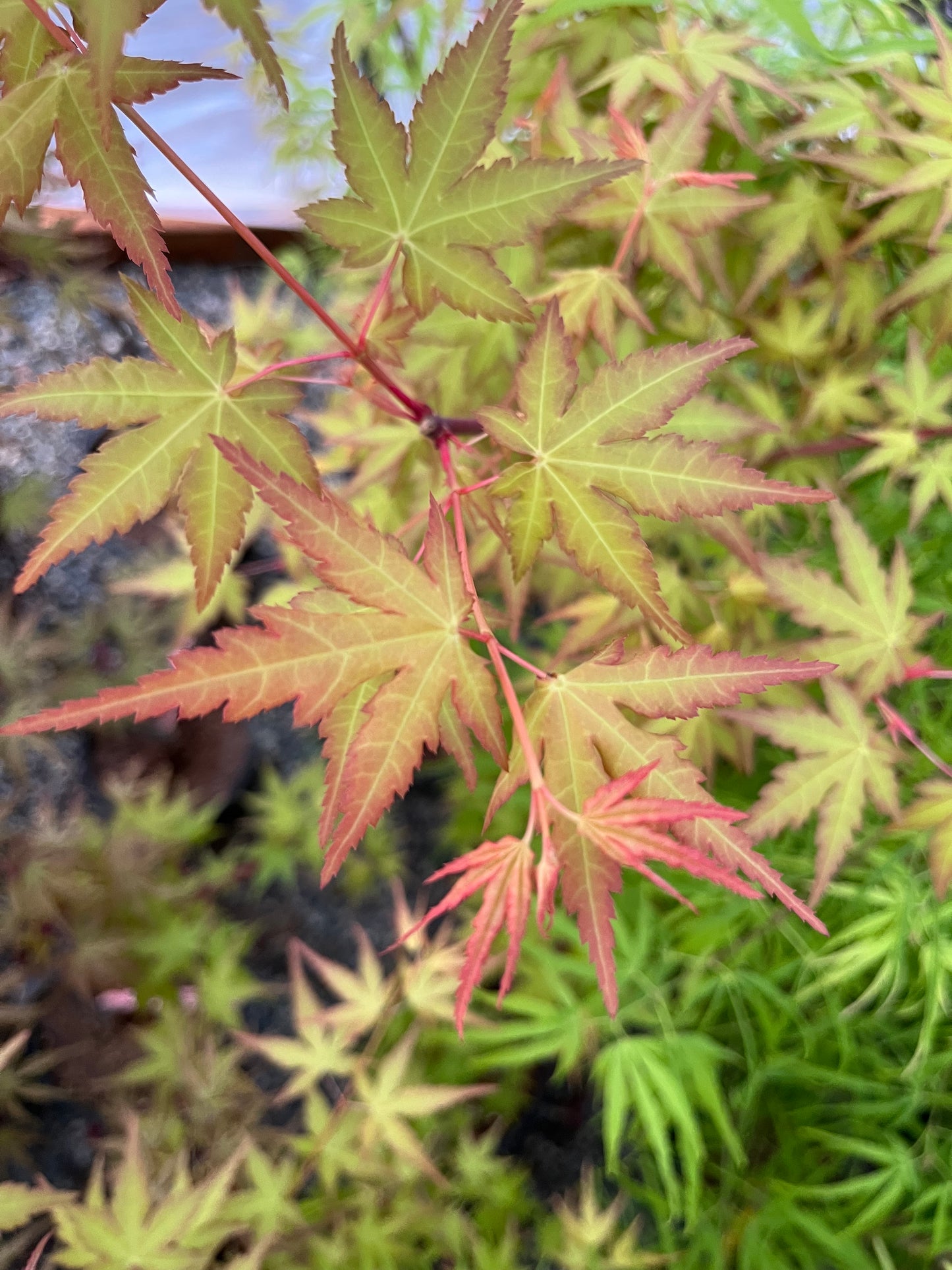 La Diabla Acer Palmatum Rare Japanese Maple Tree - Live Plant