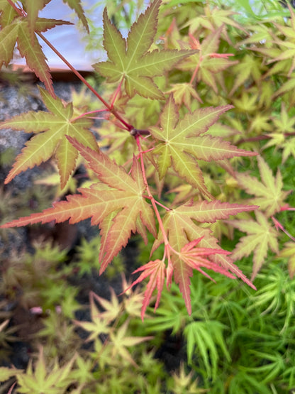 La Diabla Acer Palmatum Rare Japanese Maple Tree - Live Plant