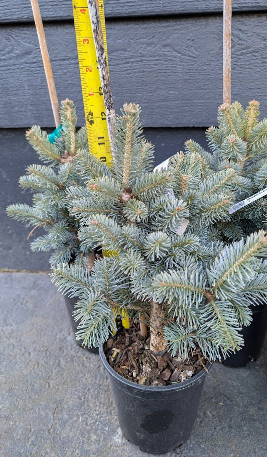 Glauca Compacta Dwarf Blue Rocky Mountain Subalpine Corkbark Fir Tree - Live Plant