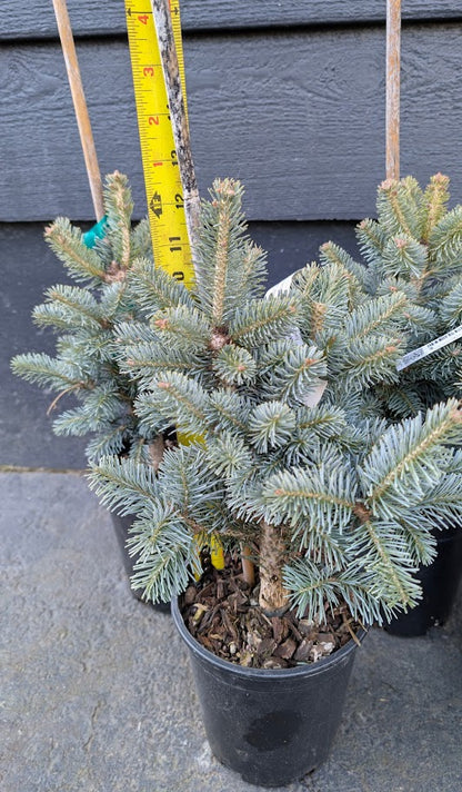 Glauca Compacta Dwarf Blue Rocky Mountain Subalpine Corkbark Fir Tree - Live Plant