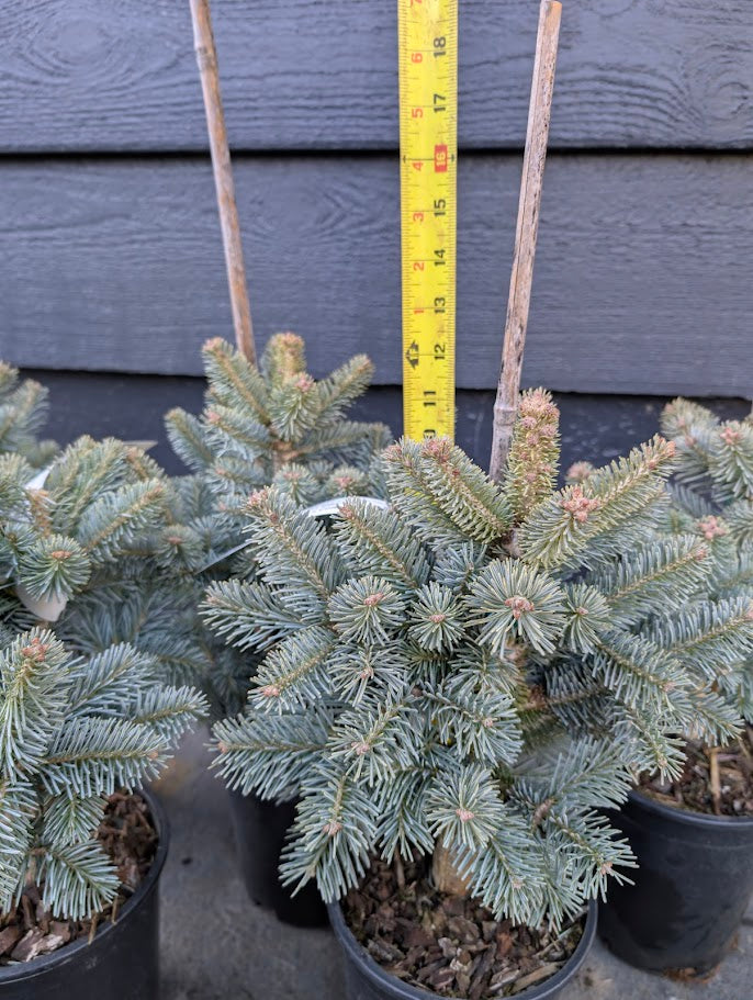 Glauca Compacta Dwarf Blue Rocky Mountain Subalpine Corkbark Fir Tree - Live Plant