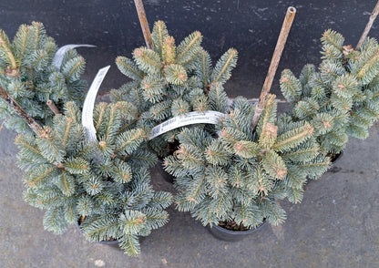 Glauca Compacta Dwarf Blue Rocky Mountain Subalpine Corkbark Fir Tree - Live Plant