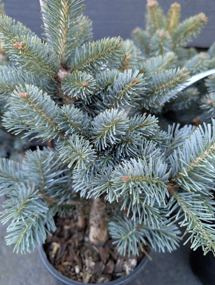 Glauca Compacta Dwarf Blue Rocky Mountain Subalpine Corkbark Fir Tree - Live Plant