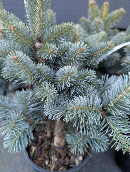 Glauca Compacta Dwarf Blue Rocky Mountain Subalpine Corkbark Fir Tree - Live Plant