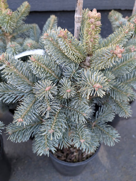Glauca Compacta Dwarf Blue Rocky Mountain Subalpine Corkbark Fir Tree - Live Plant