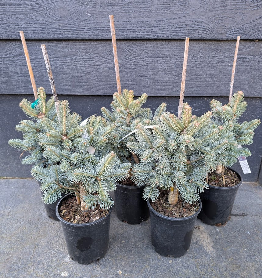 Glauca Compacta Dwarf Blue Rocky Mountain Subalpine Corkbark Fir Tree - Live Plant
