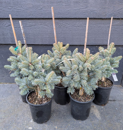 Glauca Compacta Dwarf Blue Rocky Mountain Subalpine Corkbark Fir Tree - Live Plant