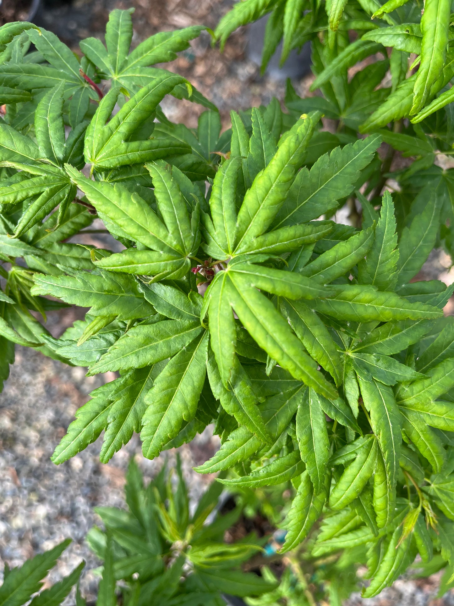 Seiun Kaku Japanese Maple, Fast Growing Mikawa Form Acer Palmatum Tree - Live Plant