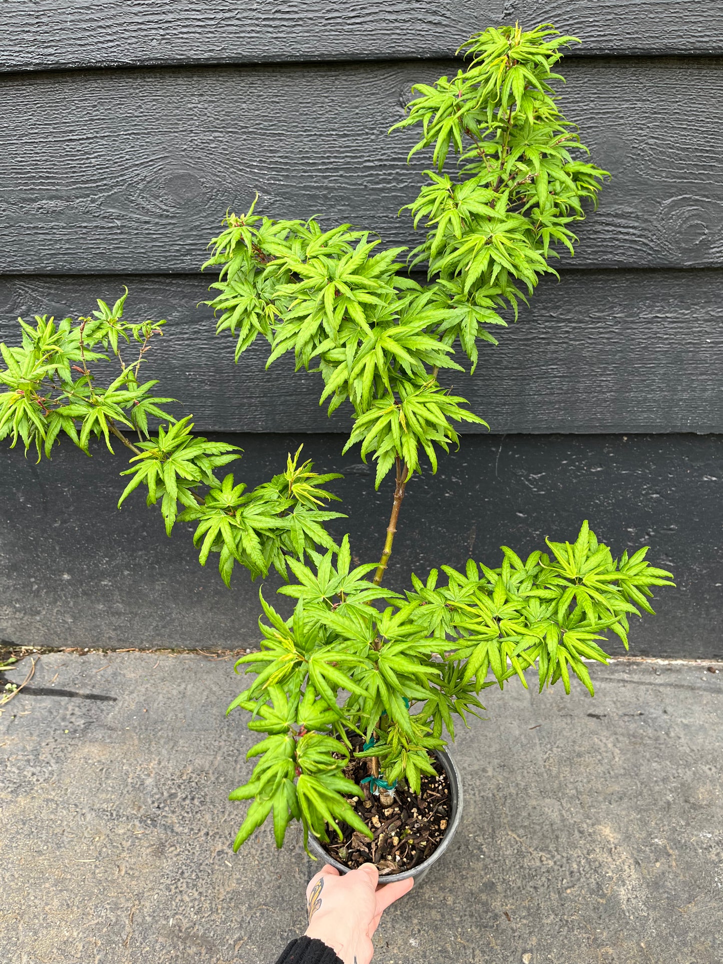 Seiun Kaku Japanese Maple, Fast Growing Mikawa Form Acer Palmatum Tree - Live Plant