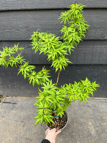 Seiun Kaku Japanese Maple, Fast Growing Mikawa Form Acer Palmatum Tree - Live Plant