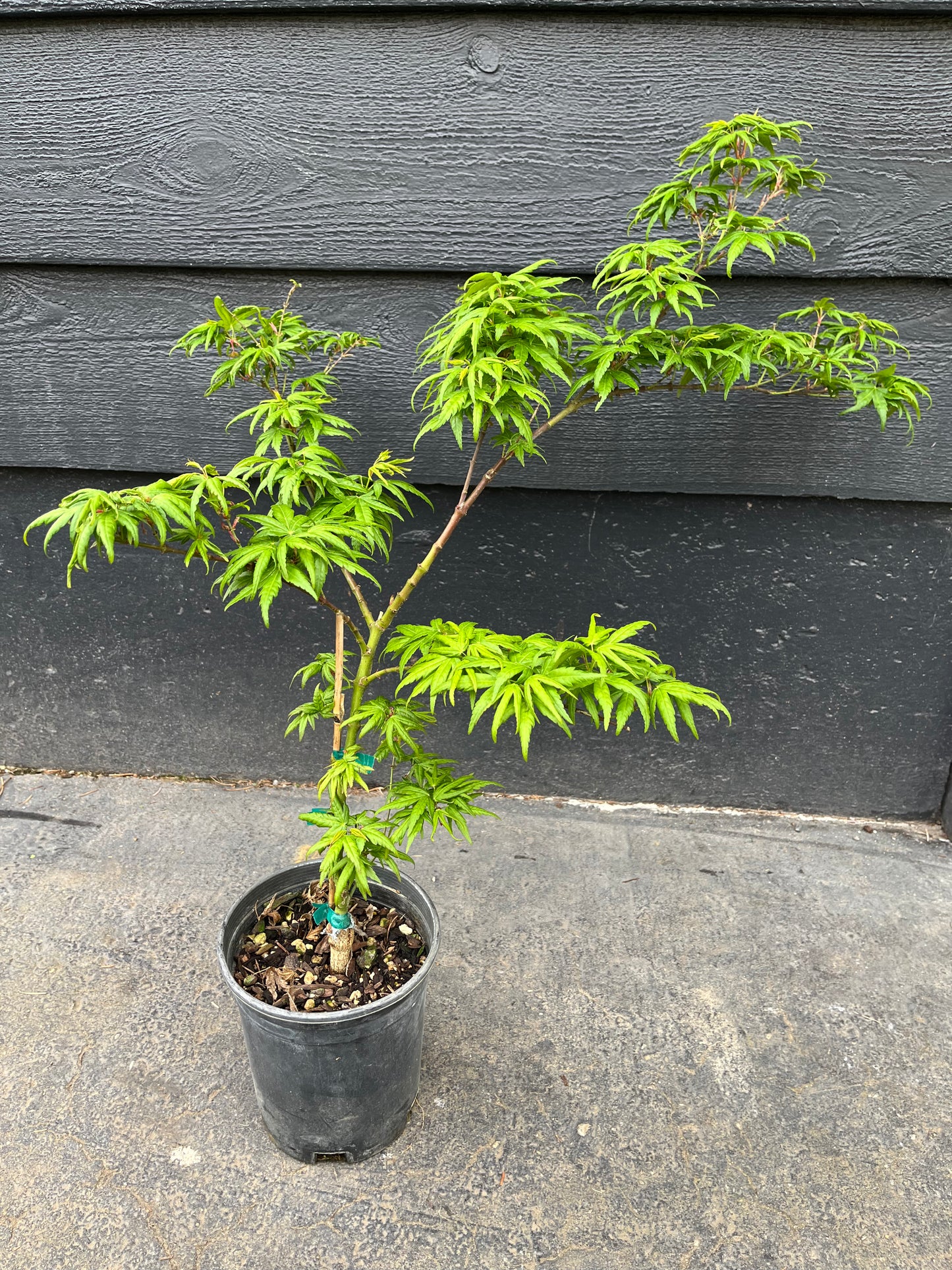 Seiun Kaku Japanese Maple, Fast Growing Mikawa Form Acer Palmatum Tree - Live Plant