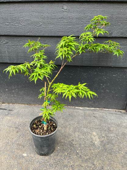 Seiun Kaku Japanese Maple, Fast Growing Mikawa Form Acer Palmatum Tree - Live Plant