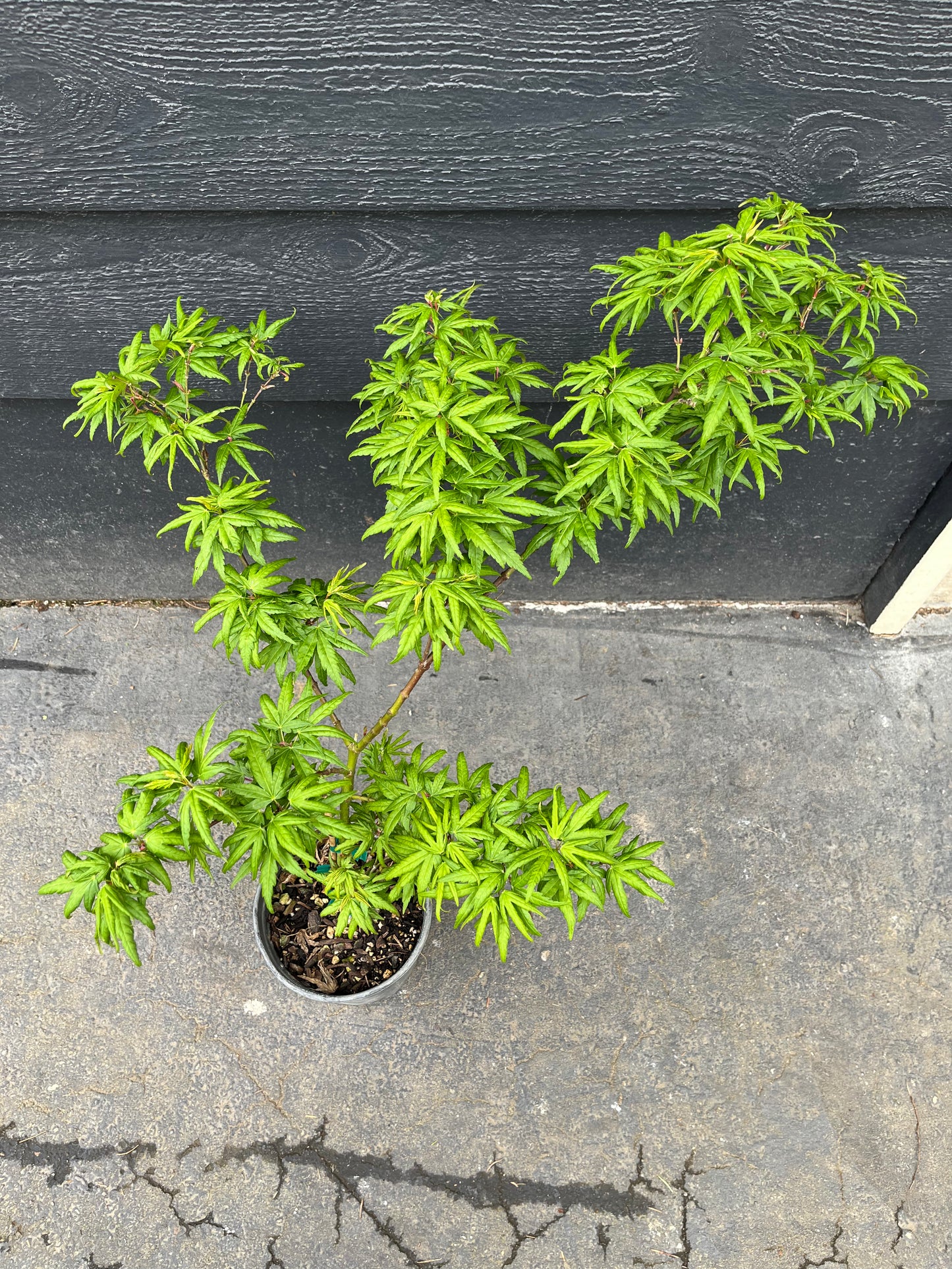 Seiun Kaku Japanese Maple, Fast Growing Mikawa Form Acer Palmatum Tree - Live Plant